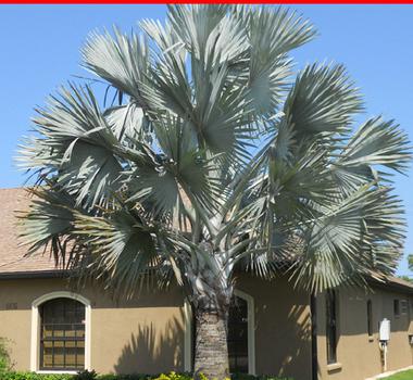 SILVER BISMARCK PALM TREES FOR SALE CAPE CORAL