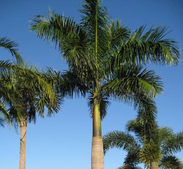 ROYAL PALM TREES FOR SALE CAPE CORAL
